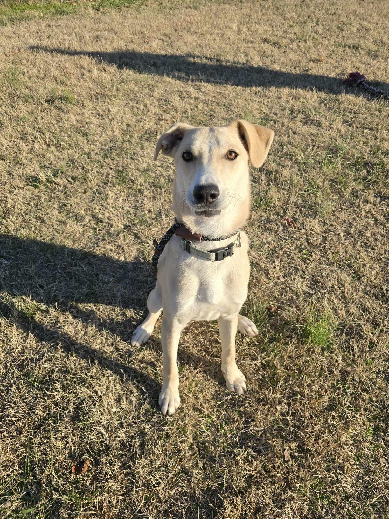 Rowan (Rescue), a Adoptable mixed breed in Springfield, MO image 6/6