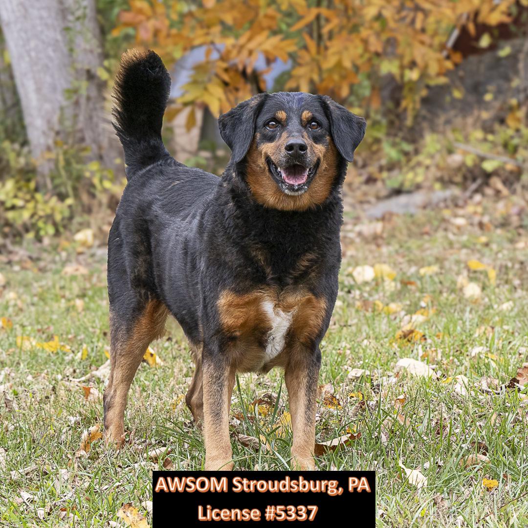 Bandit, a Adoptable mixed breed in Stroudsburg, PA image 1/3