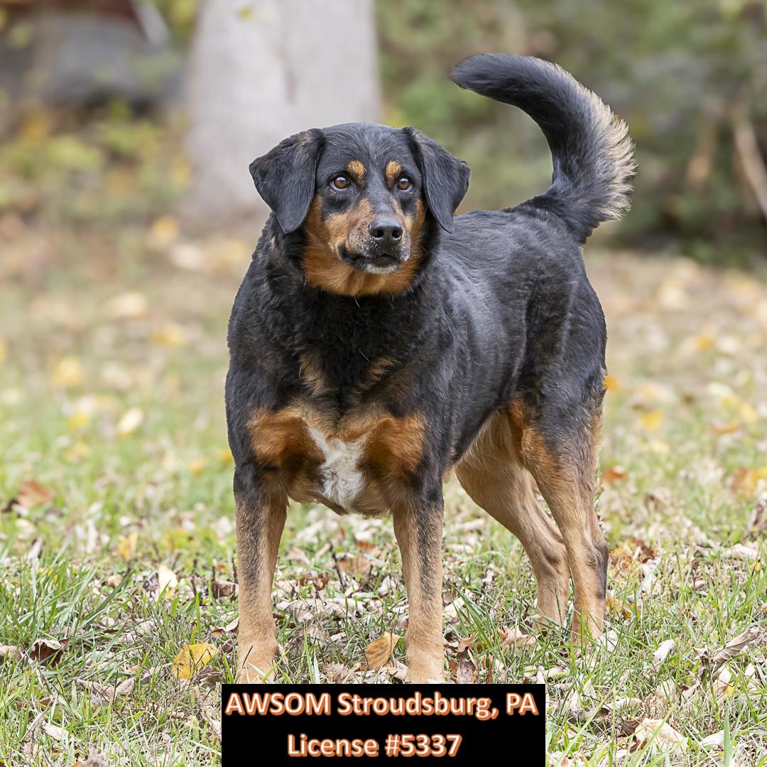 Bandit, a Adoptable mixed breed in Stroudsburg, PA image 3/3