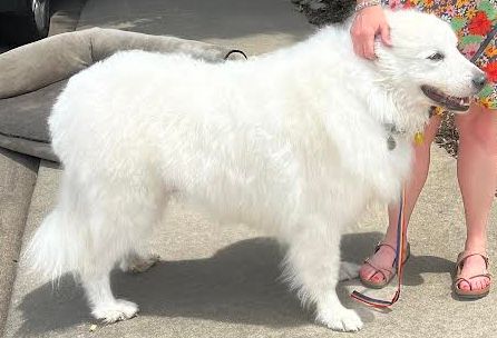 Angel, a Adoptable Great Pyrenees in Larkspur, CO image 2/3