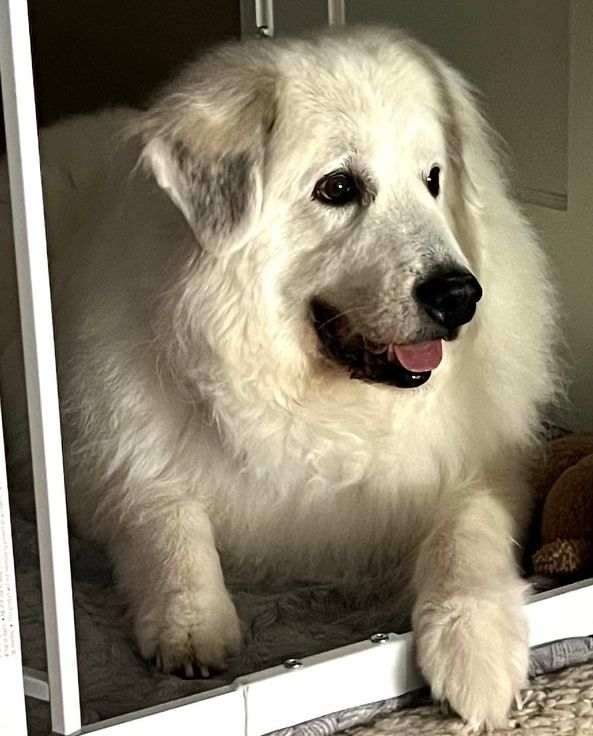 Angel, a Adoptable Great Pyrenees in Larkspur, CO image 3/3