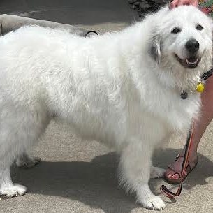 Angel, Senior Female Great Pyrenees