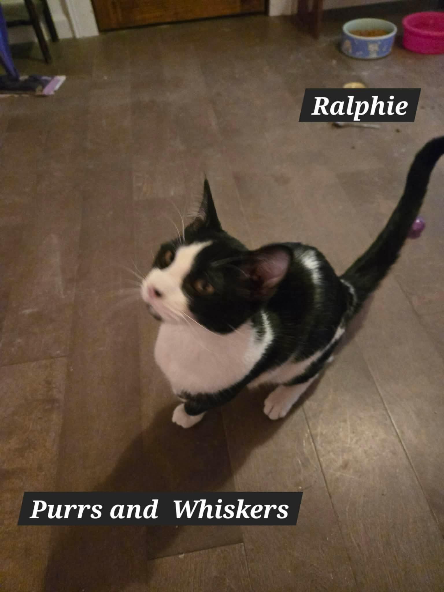 Enlarge Ralphie, a ADOPTABLE Domestic Short Hair in New Hartford, NY image 1/1