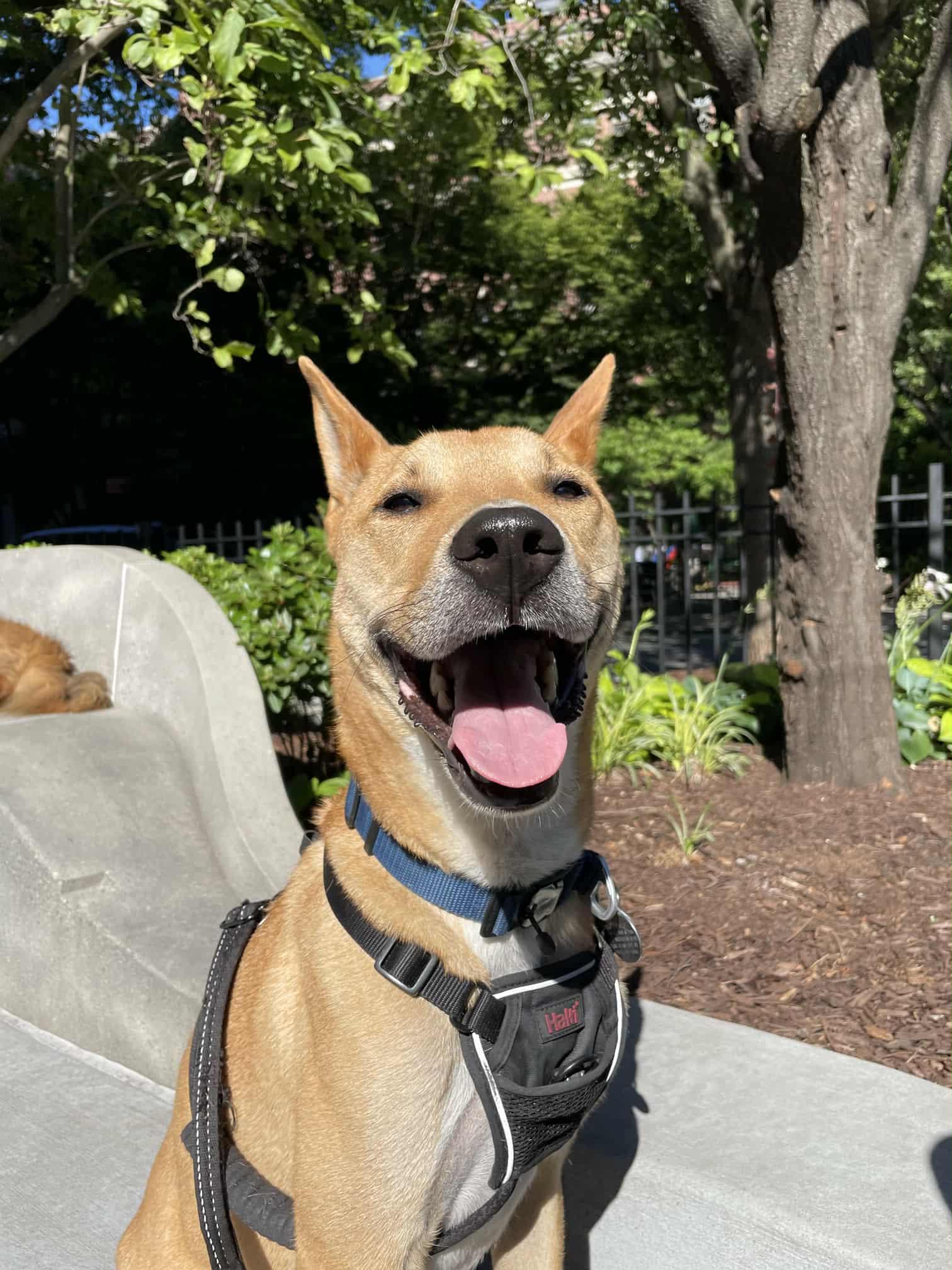 Juno, an adoptable Jindo in Maybrook, NY, 12543 | Photo Image 2