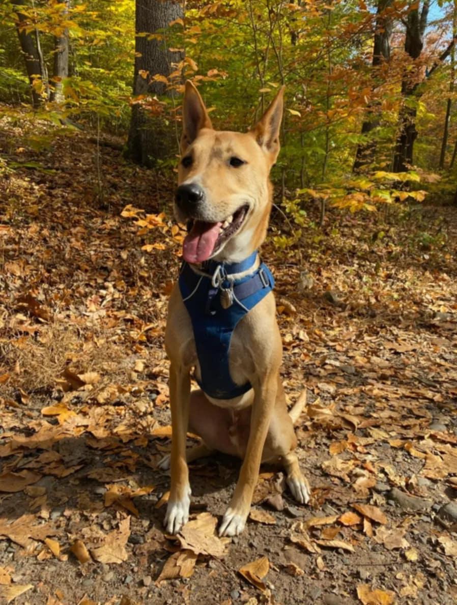 Juno, an adoptable Jindo in Maybrook, NY, 12543 | Photo Image 1