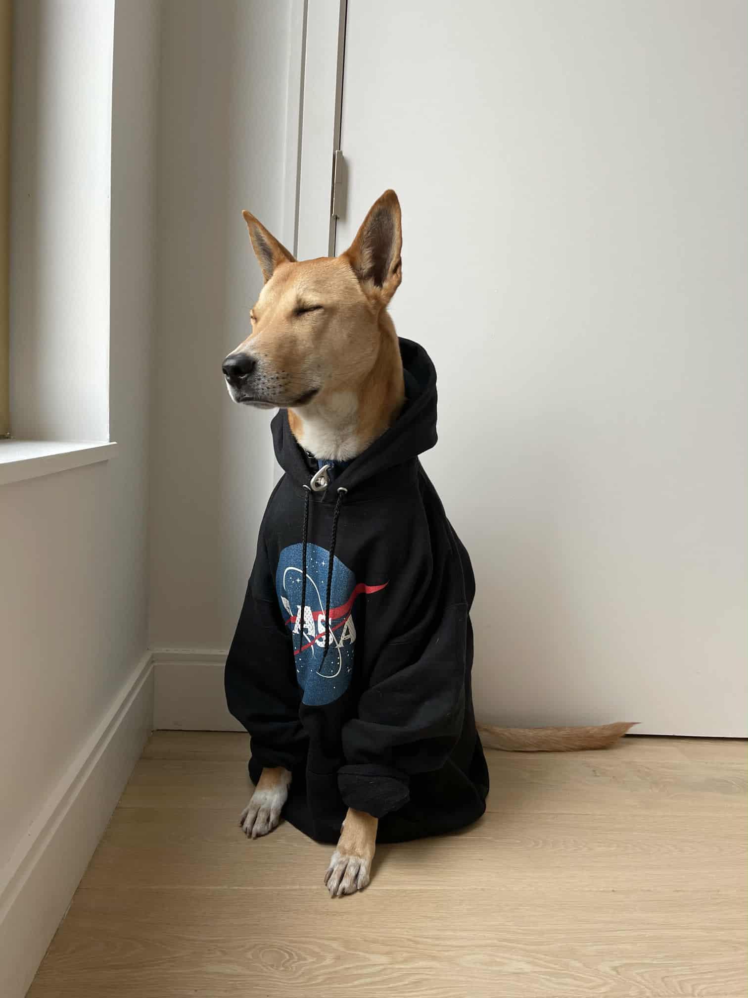 Juno, an adoptable Jindo in Maybrook, NY, 12543 | Photo Image 3