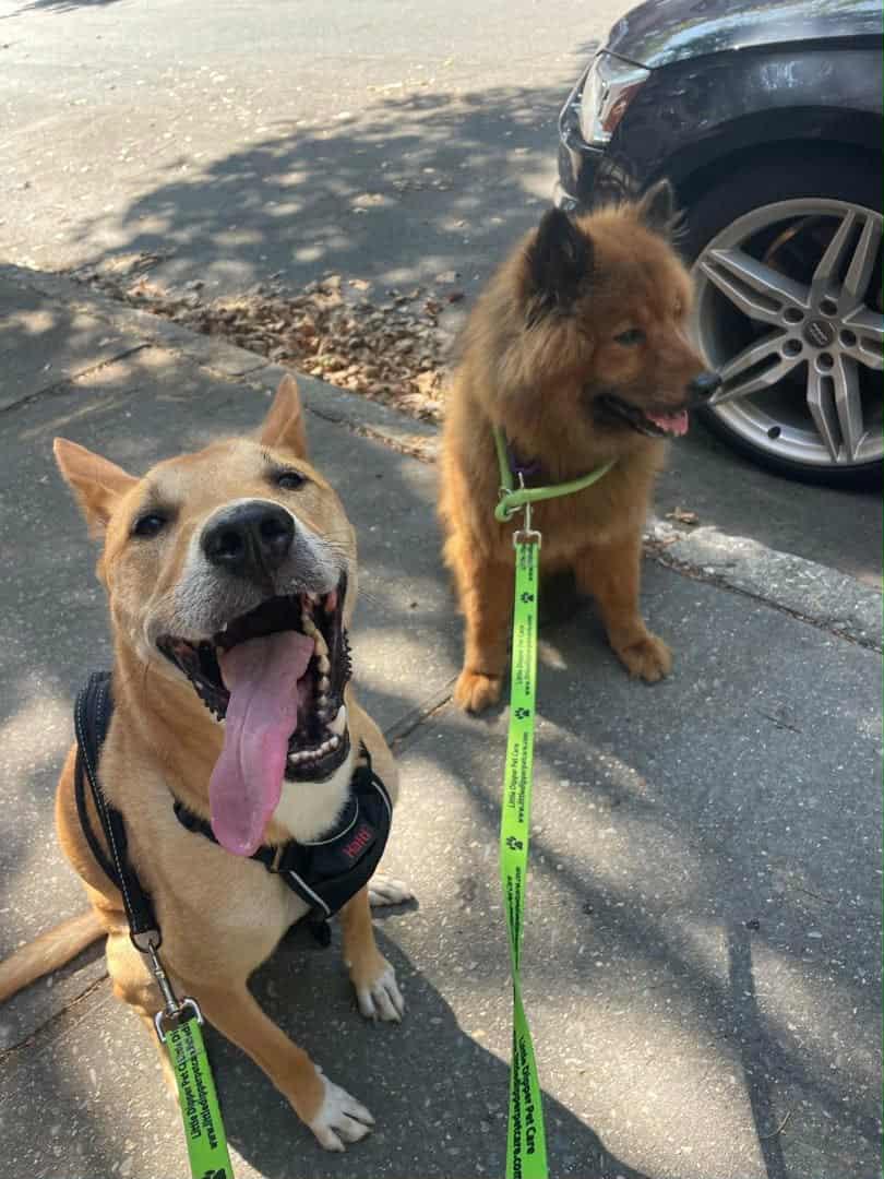 Juno, an adoptable Jindo in Maybrook, NY, 12543 | Photo Image 4