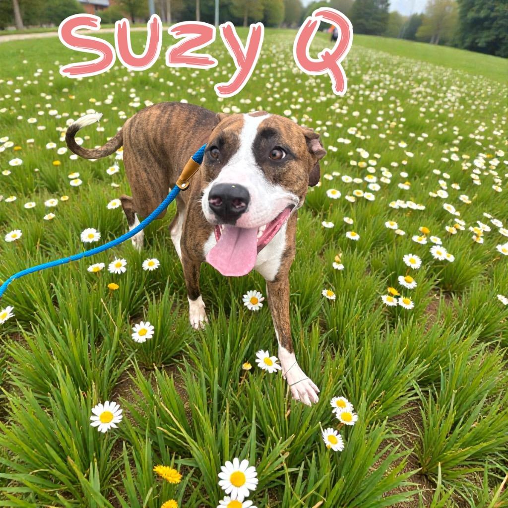 Enlarge Susie Q, a Adoptable mixed breed in Camden, TN image 1/2