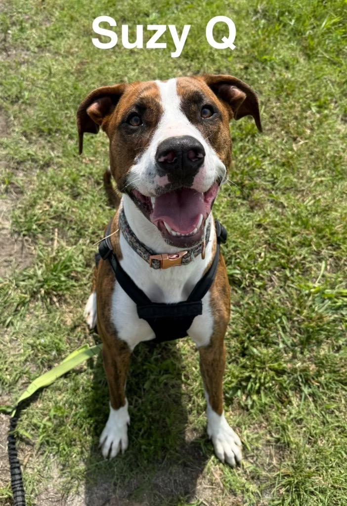 Susie Q, a Adoptable mixed breed in Camden, TN image 2/3