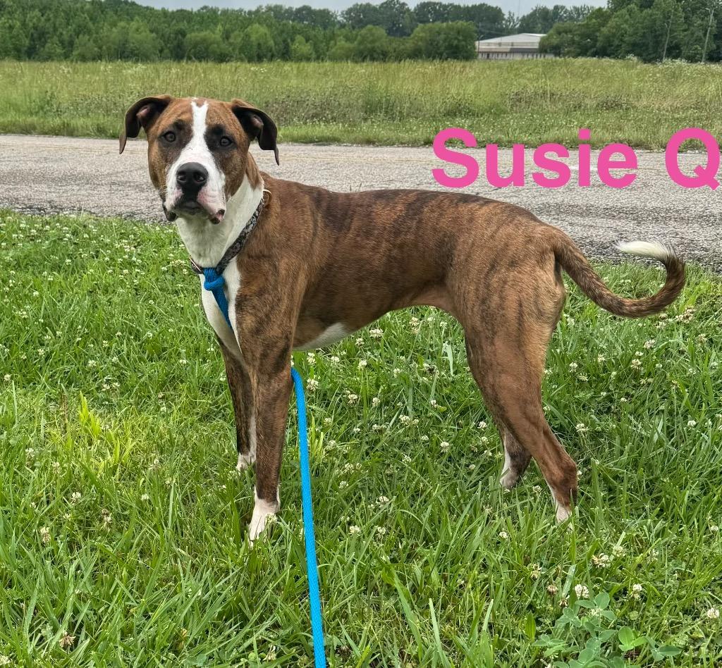 Enlarge Susie Q, a Adoptable mixed breed in Camden, TN image 2/2