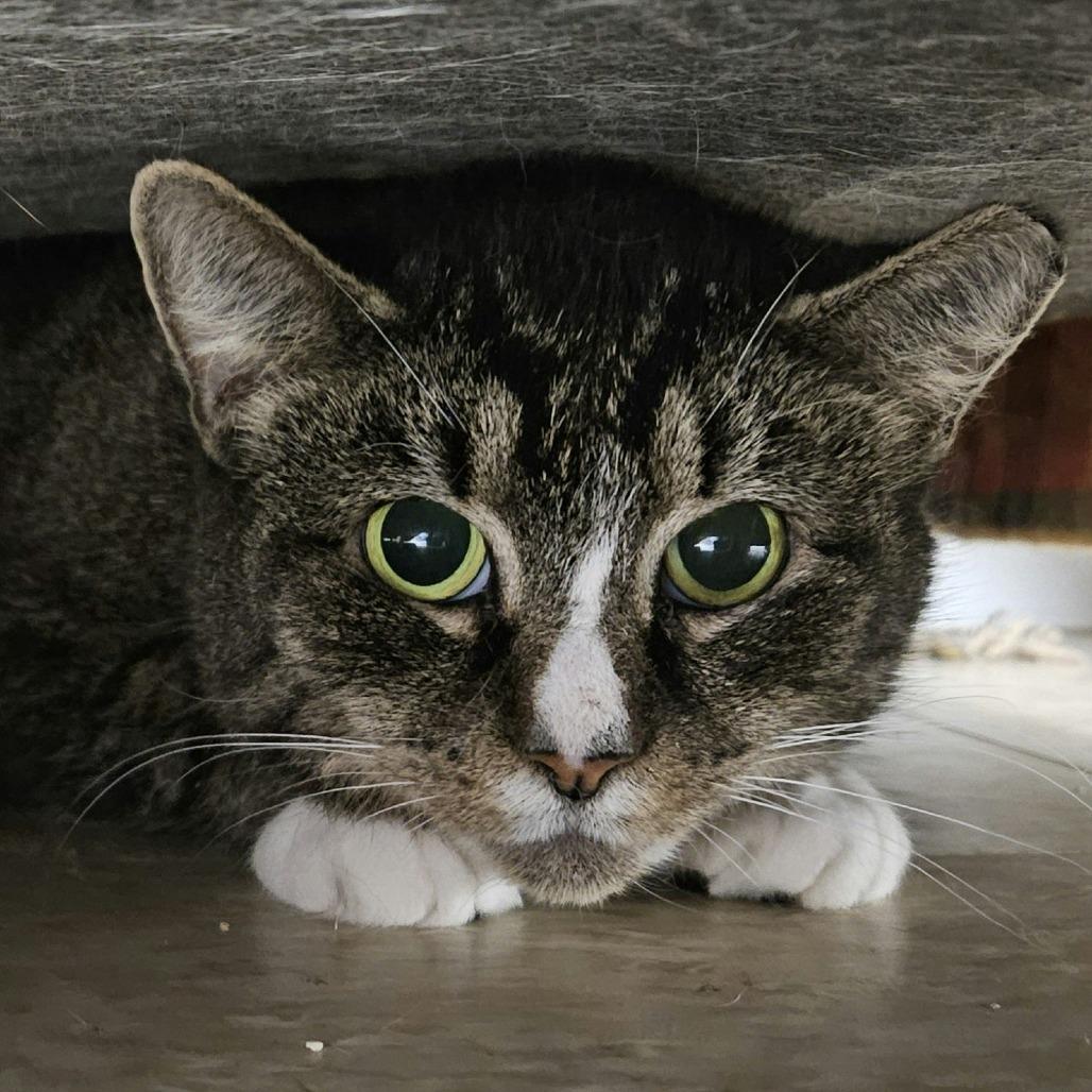 Enlarge Dove, a Adoptable Domestic Short Hair in Aldie, VA image 1/3