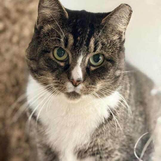 Enlarge Dove, a Adoptable Domestic Short Hair in Aldie, VA image 2/4