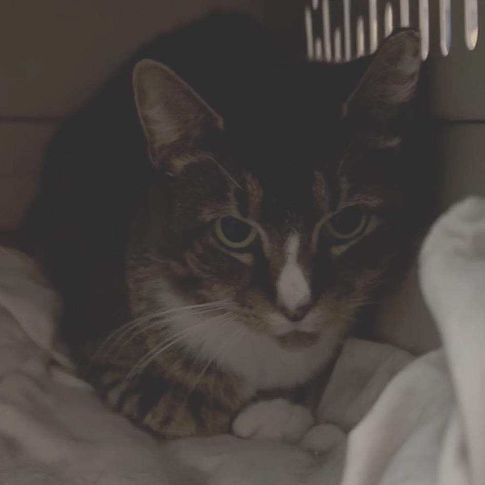 Enlarge Dove, a Adoptable Domestic Short Hair in Aldie, VA image 2/3