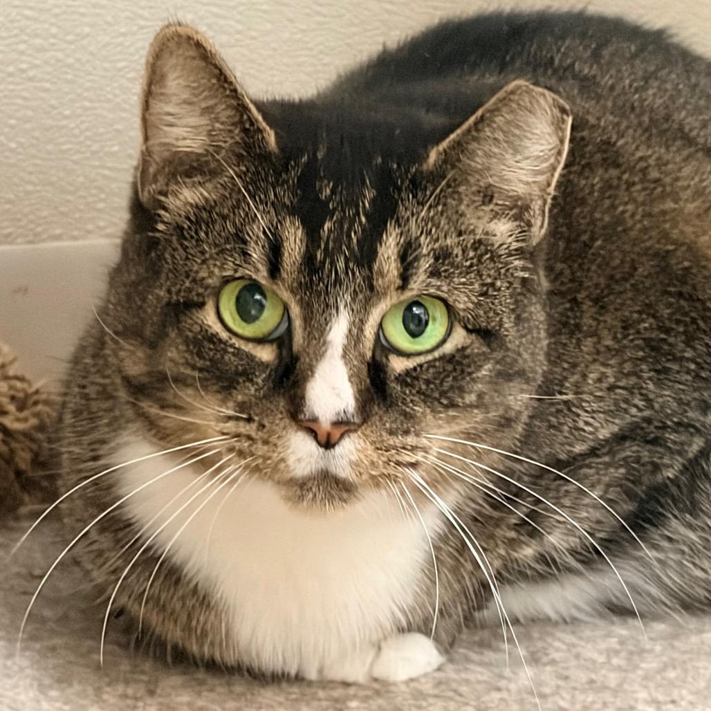 Enlarge Dove, a Adoptable Domestic Short Hair in Aldie, VA image 3/3