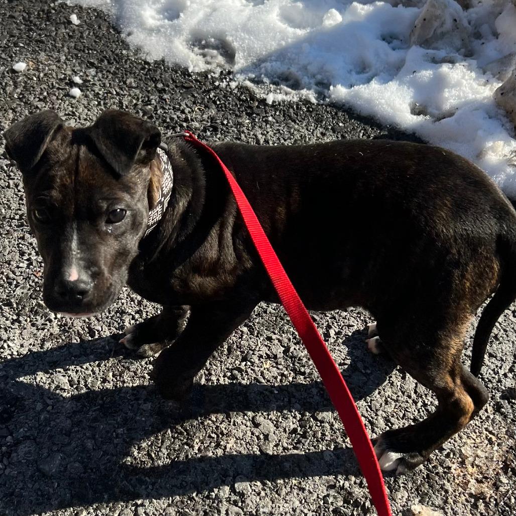 Jack Frost, Adoptable, Puppy Male Pit Bull Terrier.