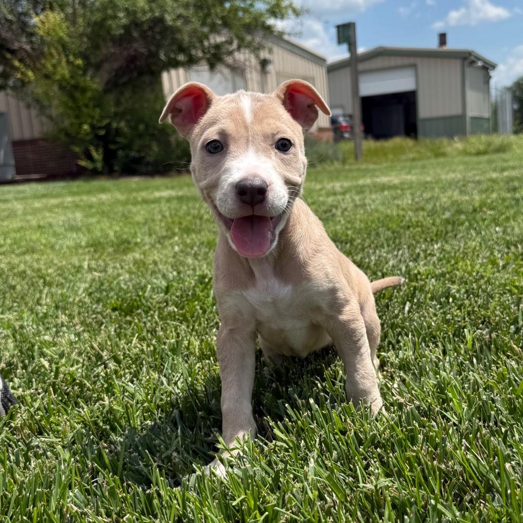 Calf, Adoptable, Puppy Female Mixed Breed.