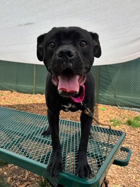 DENIM, Adoptable, Young Female Cane Corso.