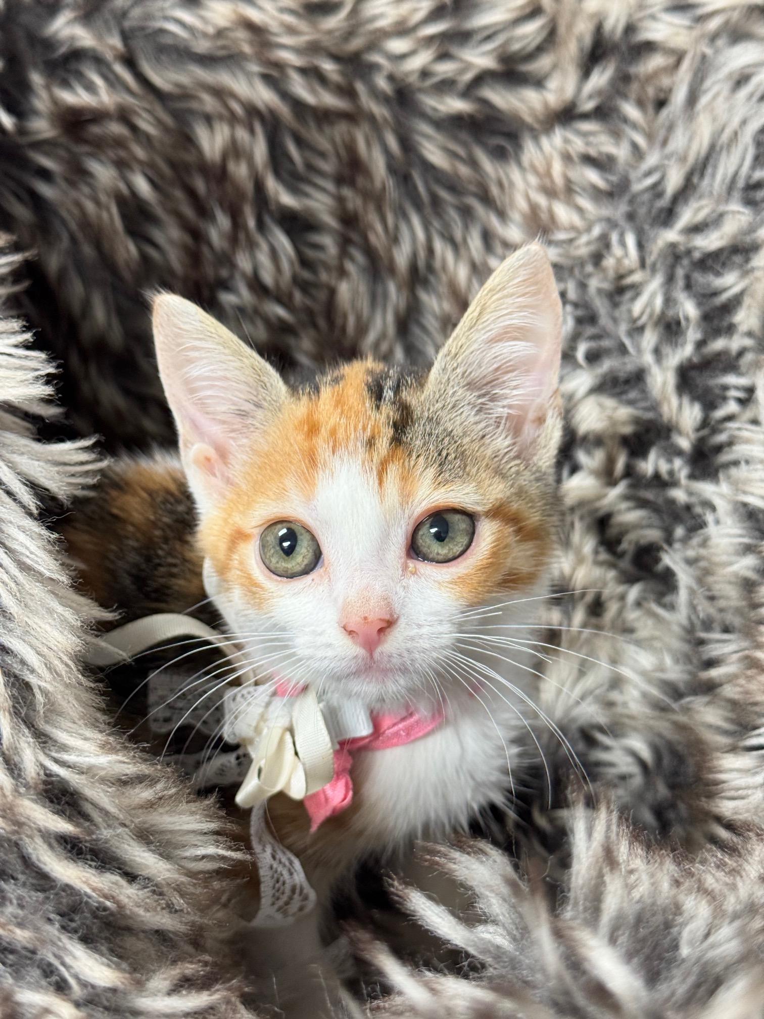 purrrfect fleece, a ADOPTABLE mixed breed in West Hartford , CT image 1/4