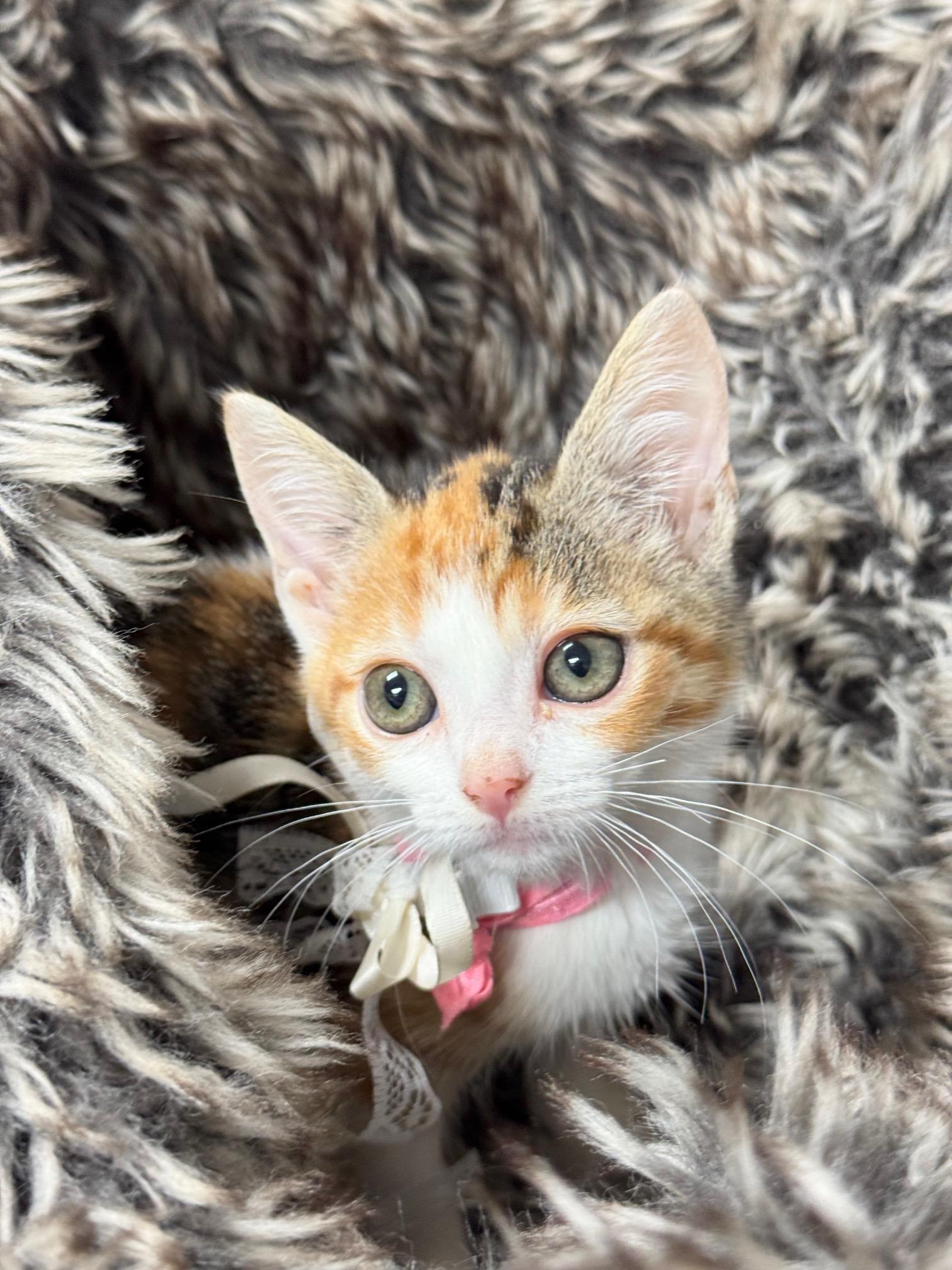 purrrfect fleece, a ADOPTABLE mixed breed in West Hartford , CT image 2/4