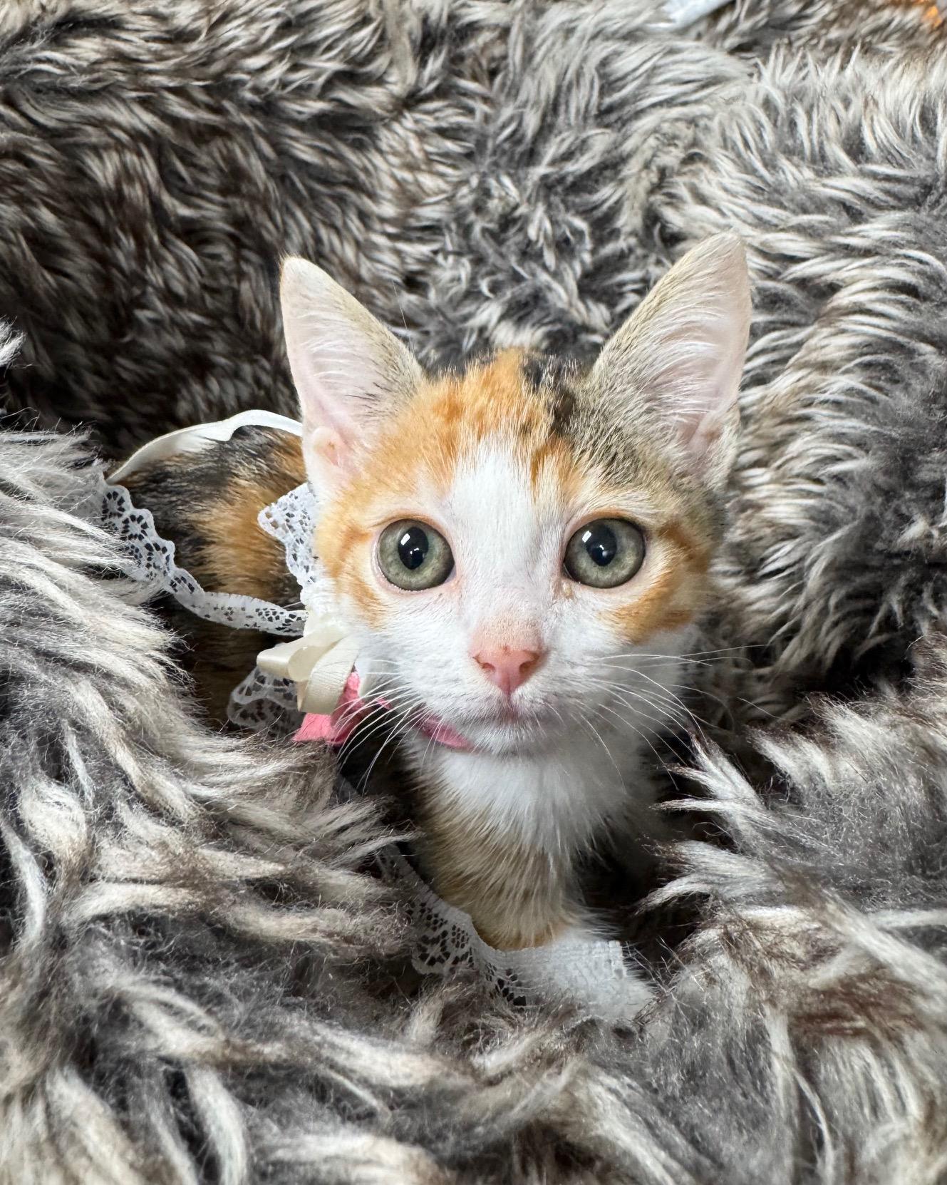 purrrfect fleece, a ADOPTABLE mixed breed in West Hartford , CT image 3/4