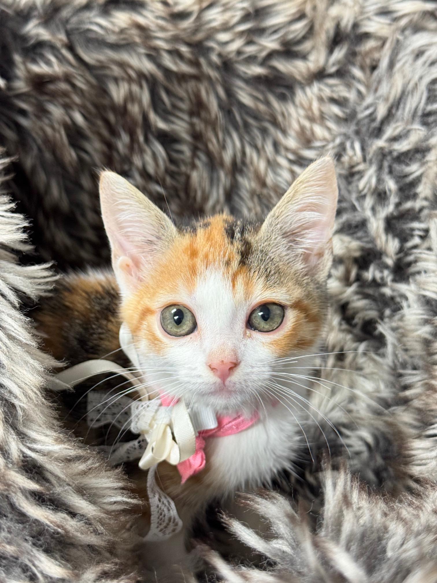 purrrfect fleece, a ADOPTABLE mixed breed in West Hartford , CT image 4/4