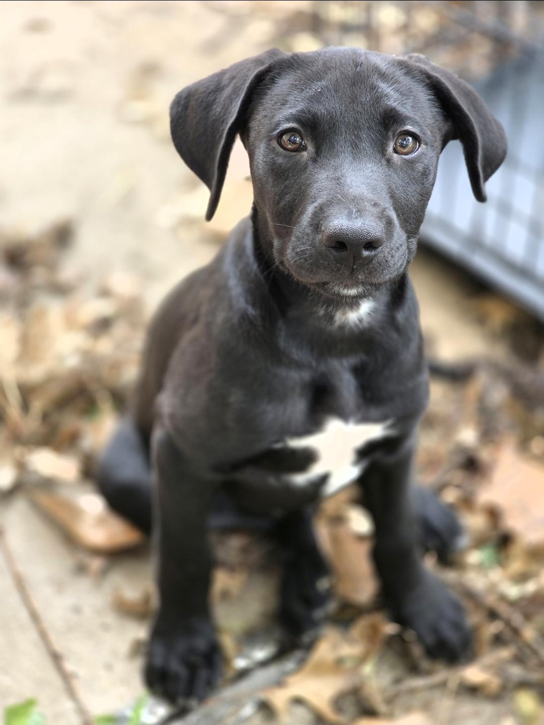 Enlarge Steve, a ADOPTABLE mixed breed in Lincoln, NE image 1/5