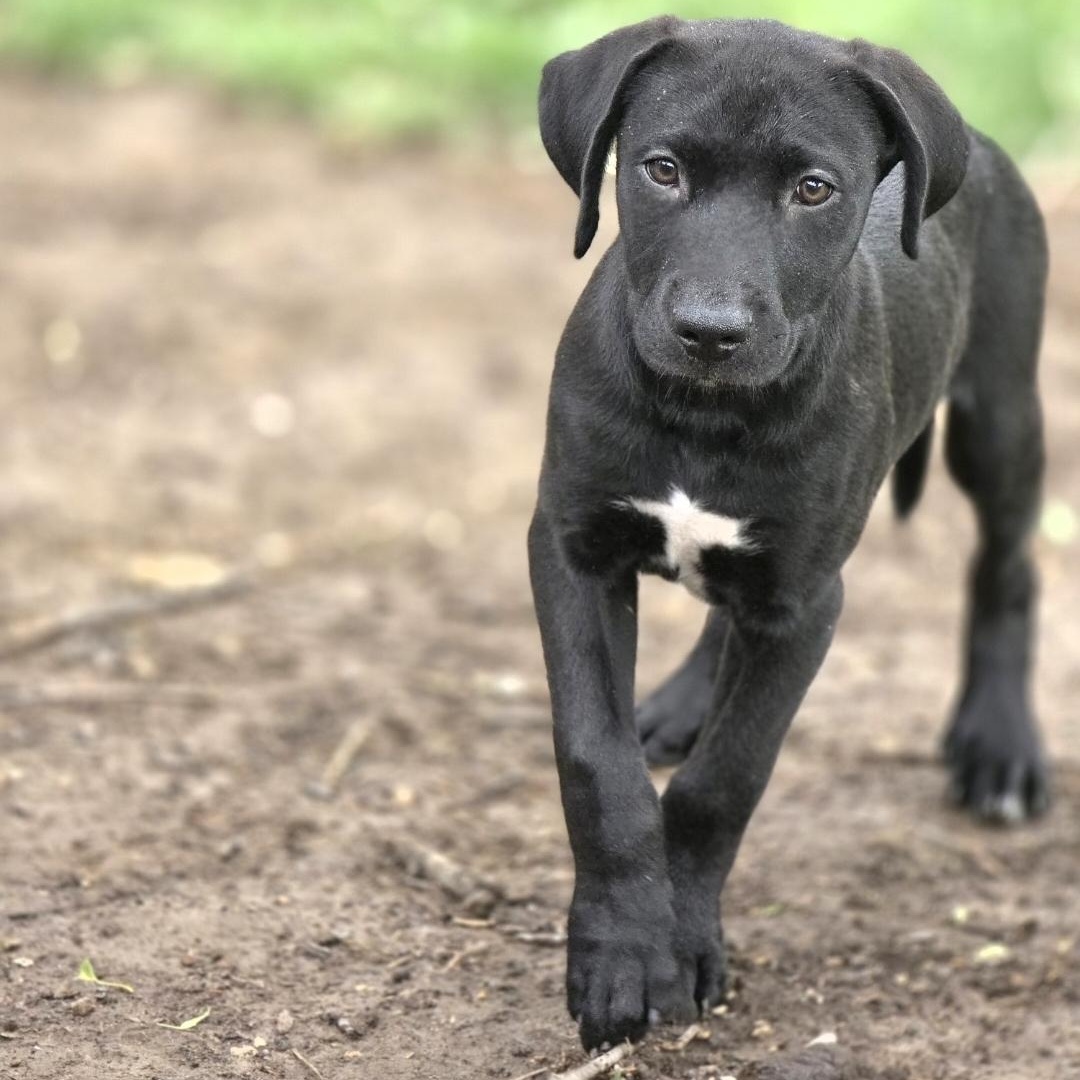 Enlarge Steve, a ADOPTABLE mixed breed in Lincoln, NE image 2/5