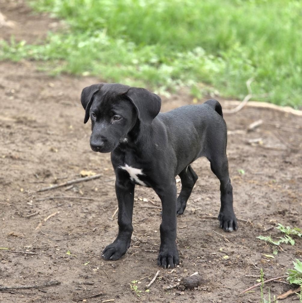 Enlarge Steve, a ADOPTABLE mixed breed in Lincoln, NE image 4/5