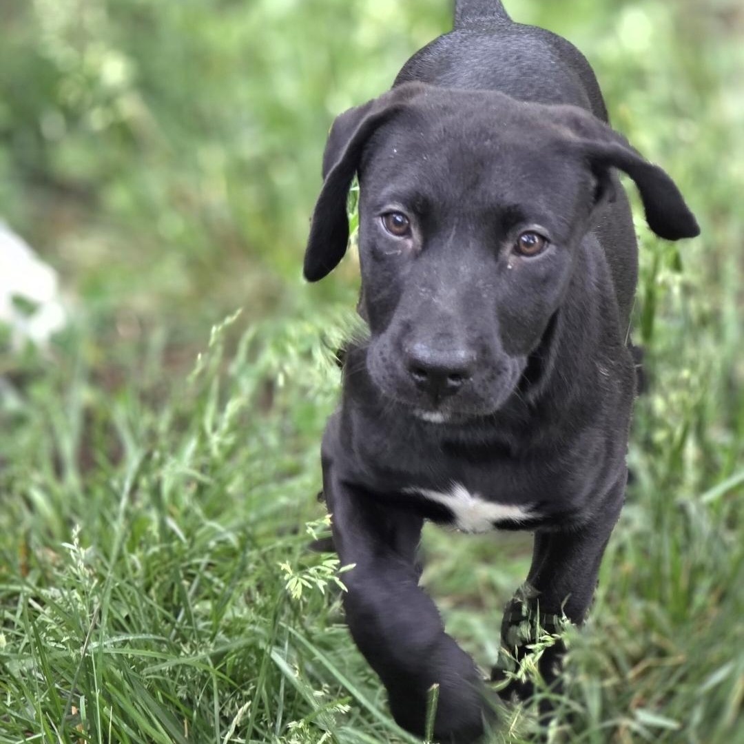 Enlarge Steve, a ADOPTABLE mixed breed in Lincoln, NE image 5/5