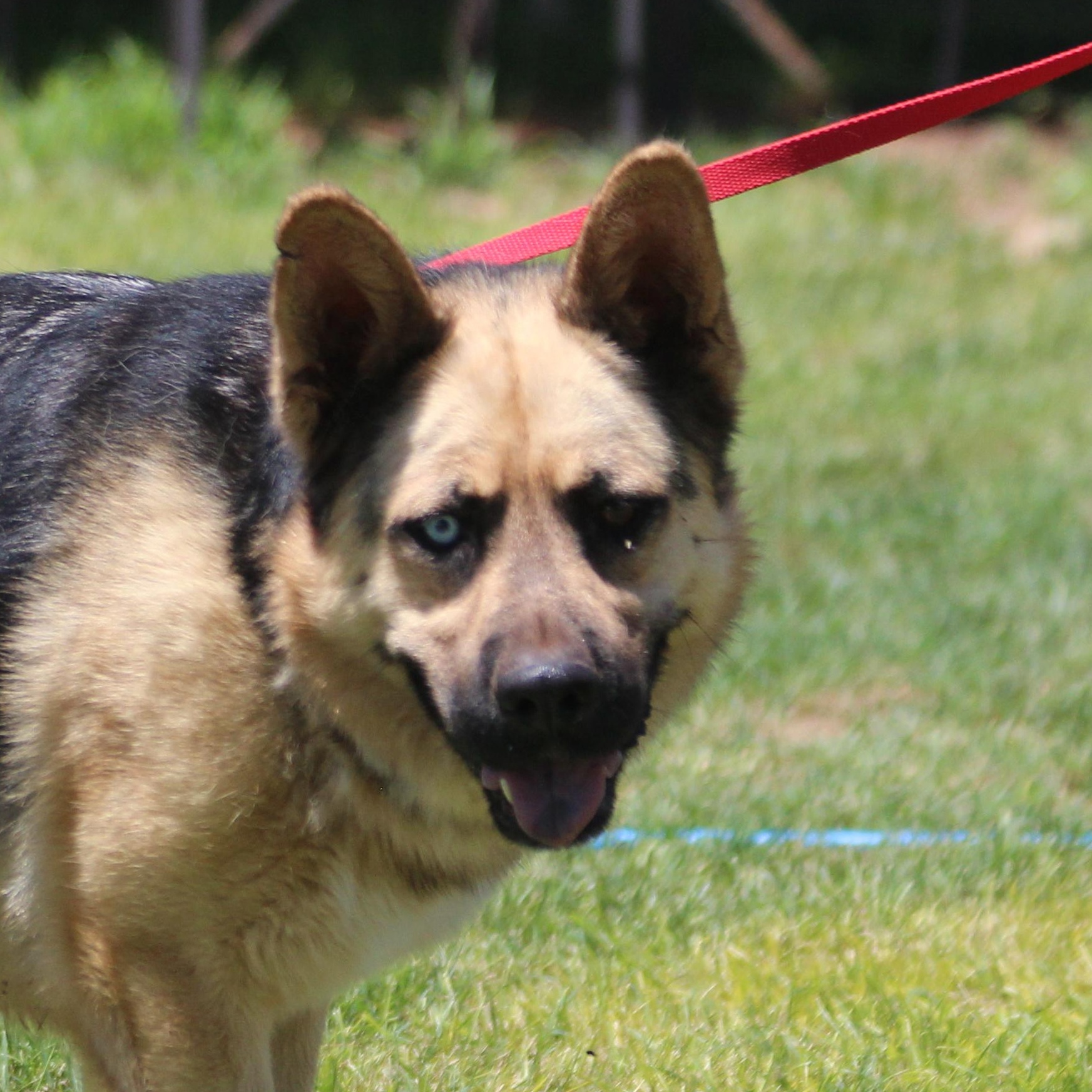 APOLLO, an adoptable German Shepherd Dog, Siberian Husky in Pearce, AZ, 85625 | Photo Image 1