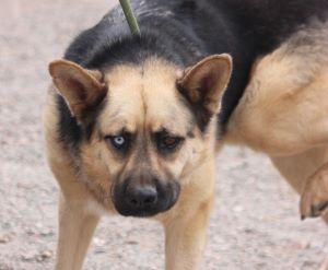 APOLLO, an adoptable German Shepherd Dog, Siberian Husky in Pearce, AZ, 85625 | Photo Image 5