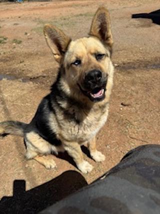 APOLLO, an adoptable German Shepherd Dog, Siberian Husky in Pearce, AZ, 85625 | Photo Image 6