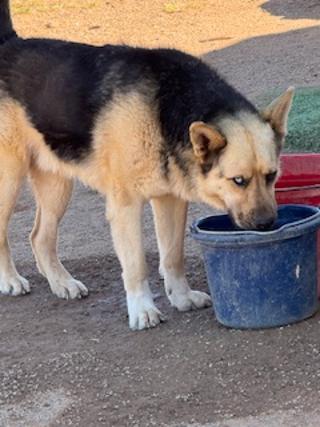 APOLLO, Adoptable, Adult Male German Shepherd Dog & Siberian Husky.
