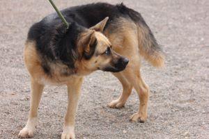 APOLLO, an adoptable German Shepherd Dog, Siberian Husky in Pearce, AZ, 85625 | Photo Image 2