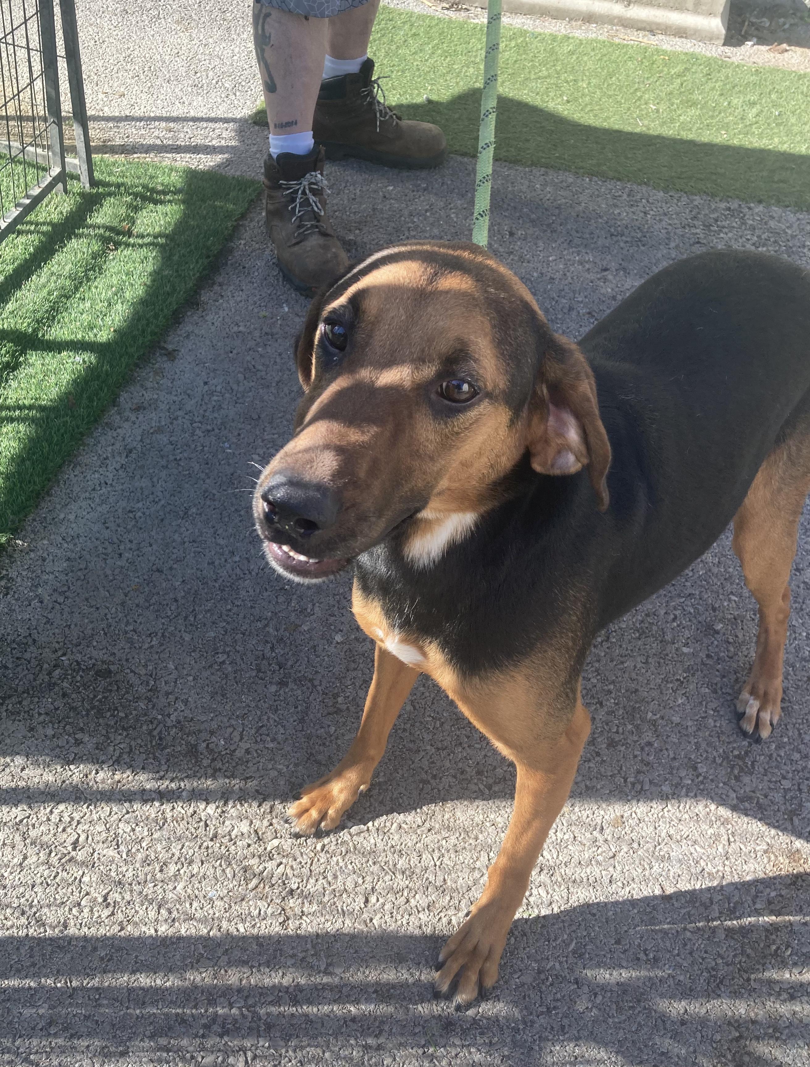 Suzuki, Adoptable, Young Male Coonhound & Pointer.