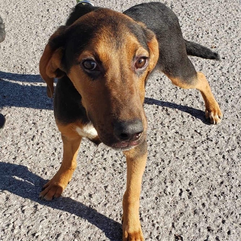 Suzuki, a Adoptable mixed breed in Hopkinsville, KY image 3/3