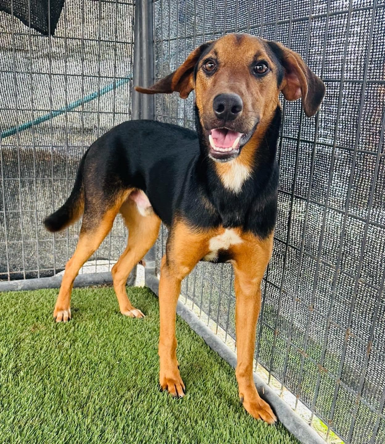 Suzuki, a Adoptable mixed breed in Hopkinsville, KY image 1/3