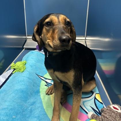 Enlarge Reeses, a Adoptable mixed breed in Merriam, KS image 1/3