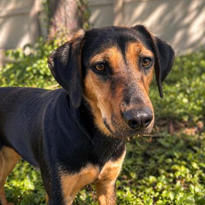 Enlarge Reeses, a Adoptable mixed breed in Merriam, KS image 2/3