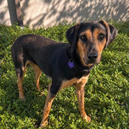 Enlarge Reeses, a Adoptable mixed breed in Merriam, KS image 3/3
