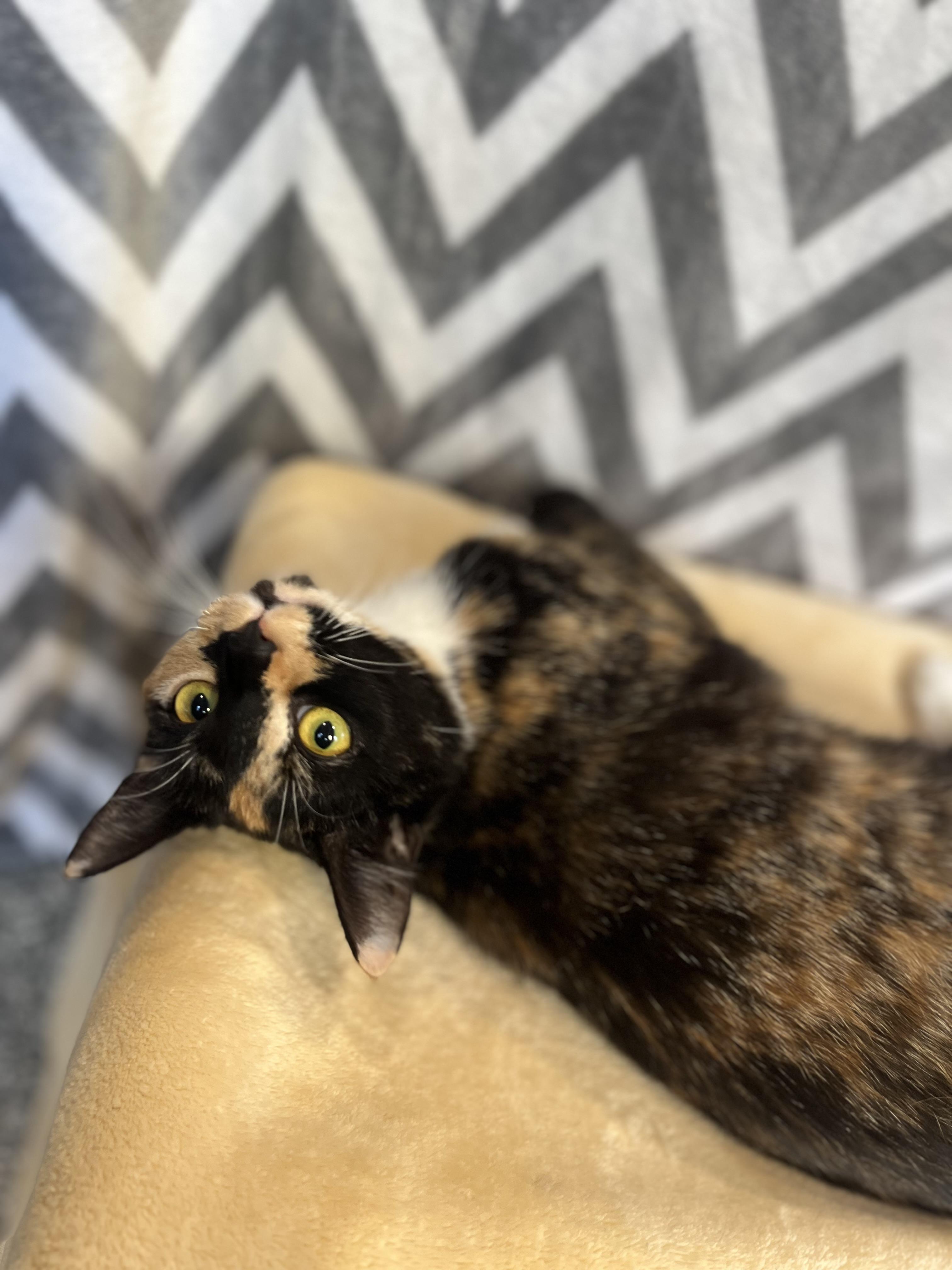 Enlarge Bonnie, a Adoptable Domestic Short Hair in Blackstone, MA image 1/6