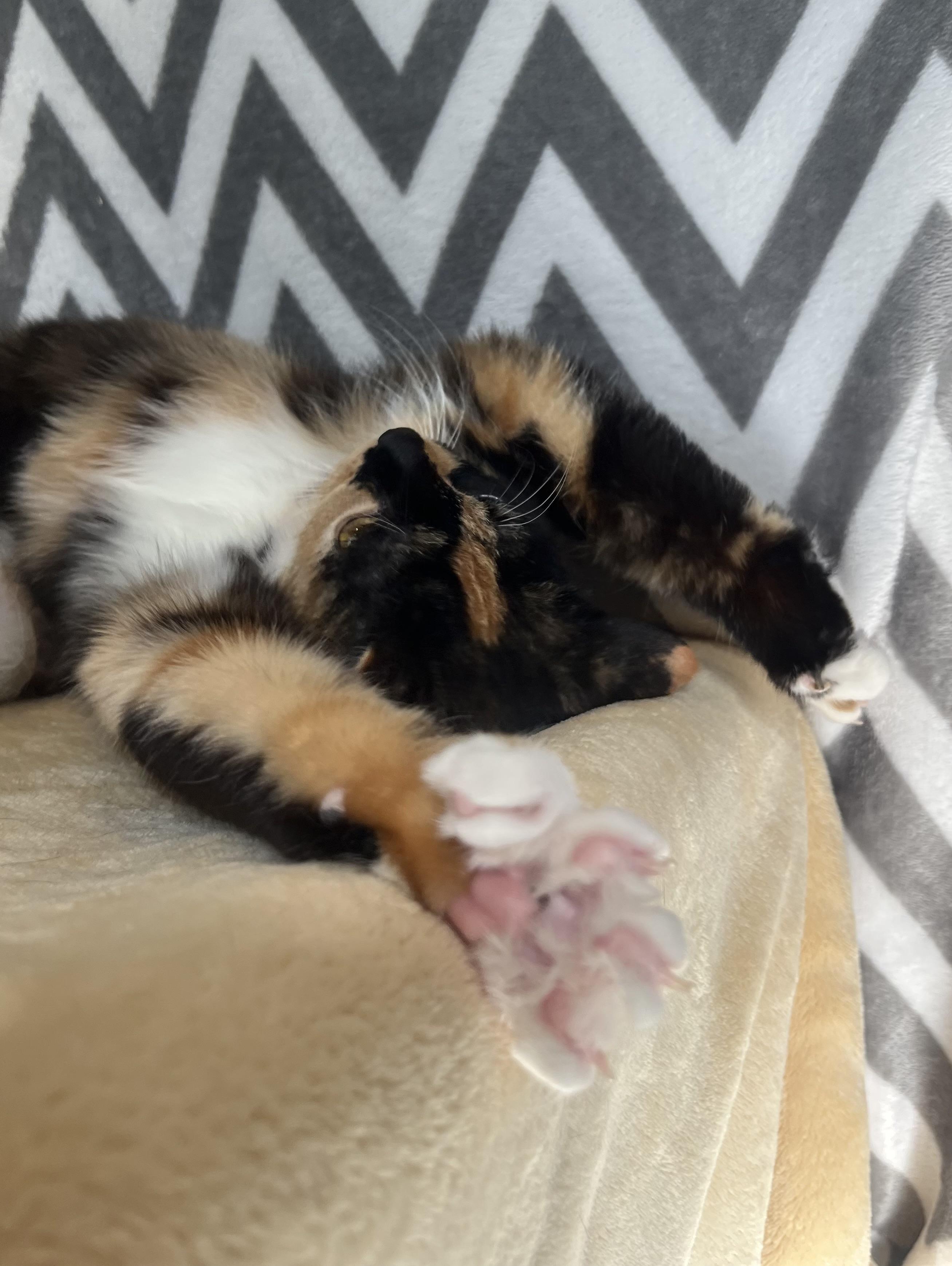 Enlarge Bonnie, a Adoptable Domestic Short Hair in Blackstone, MA image 6/6