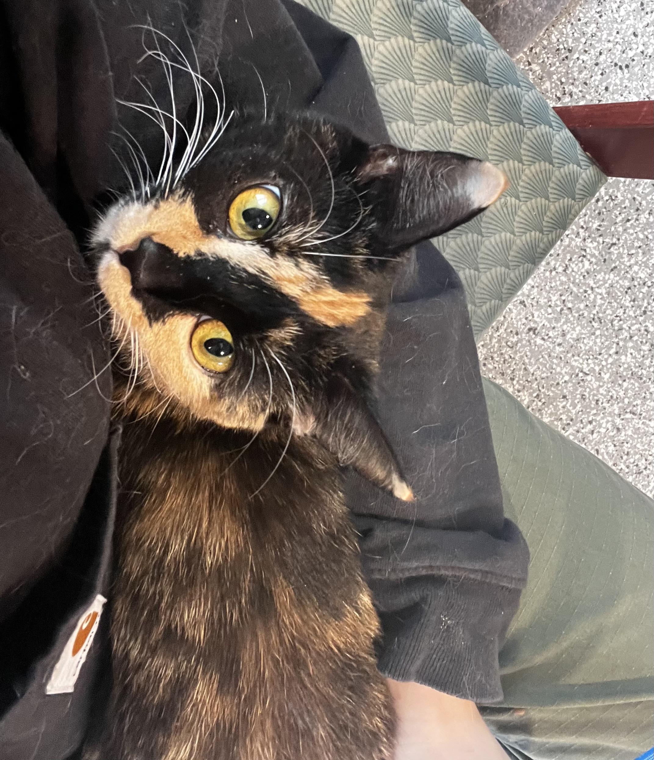 Enlarge Bonnie, a Adoptable Domestic Short Hair in Blackstone, MA image 2/6