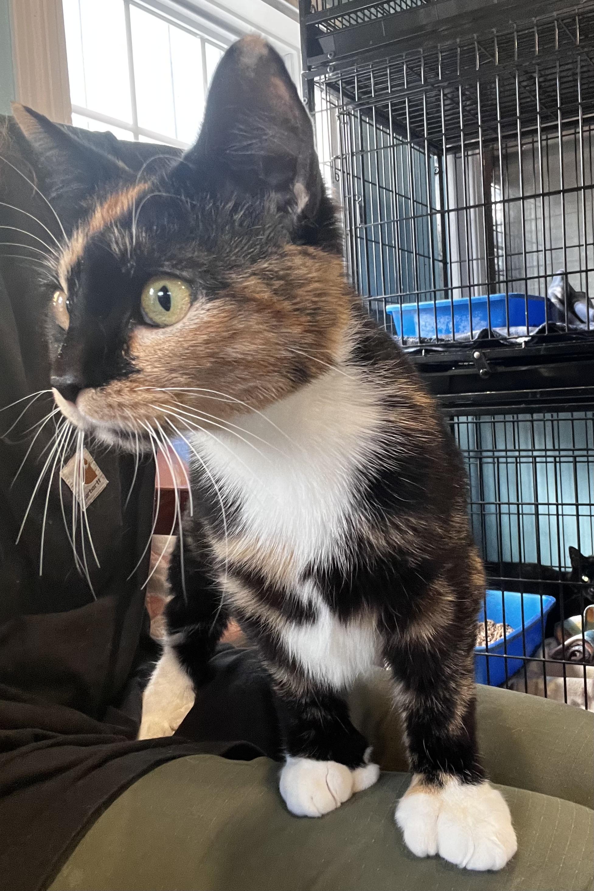 Enlarge Bonnie, a Adoptable Domestic Short Hair in Blackstone, MA image 5/6