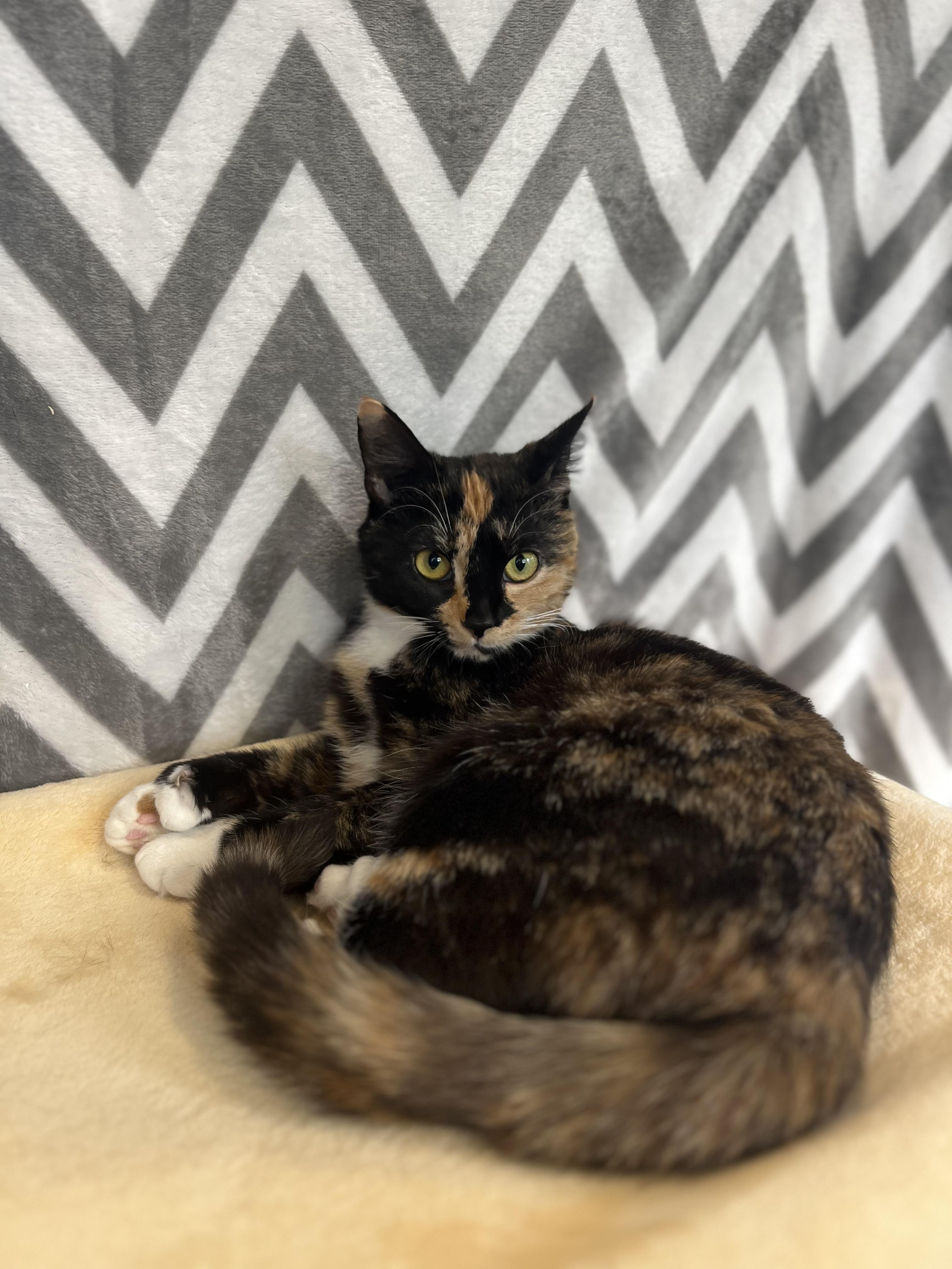 Enlarge Bonnie, a Adoptable Domestic Short Hair in Blackstone, MA image 4/6