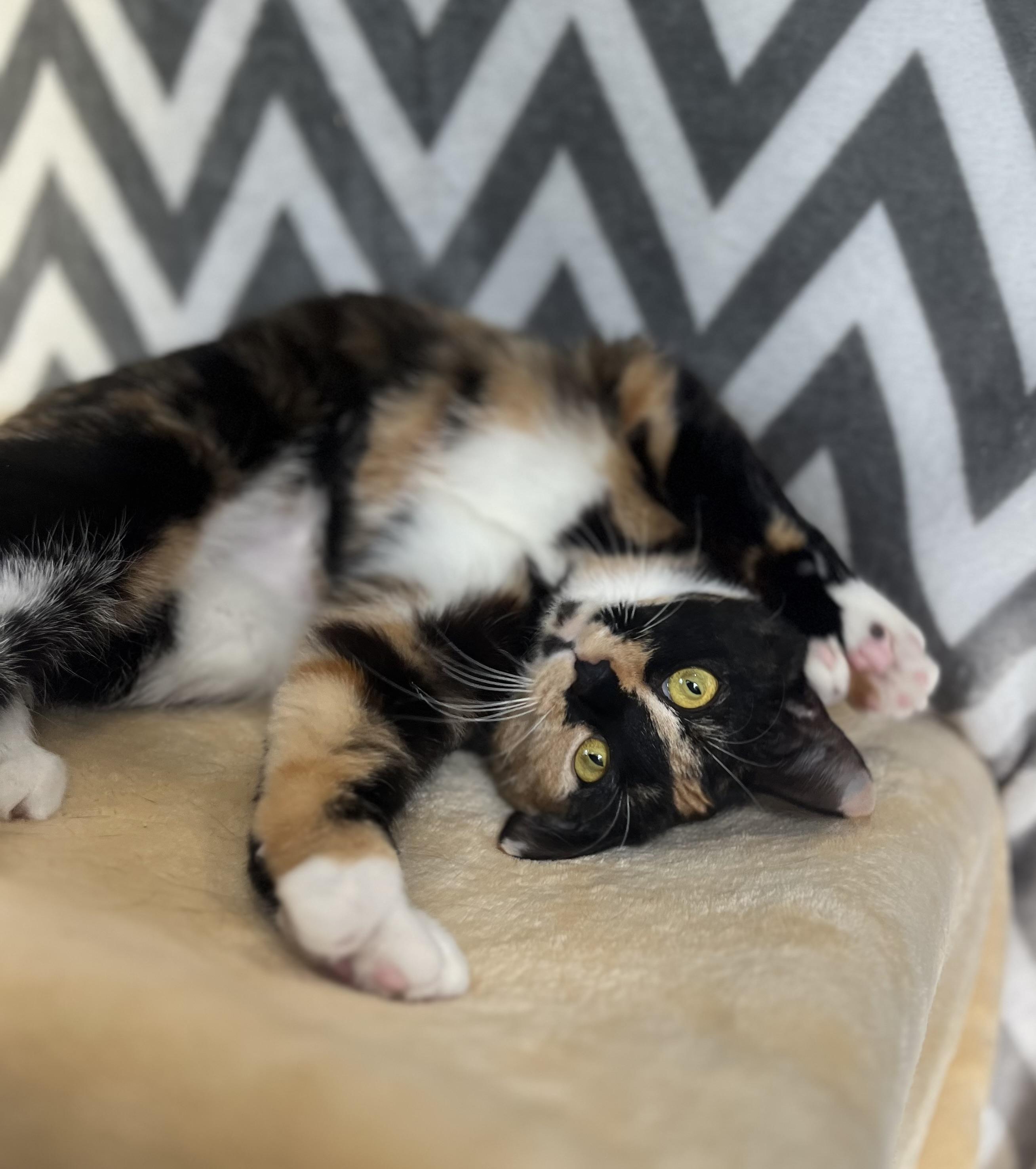 Enlarge Bonnie, a Adoptable Domestic Short Hair in Blackstone, MA image 3/6