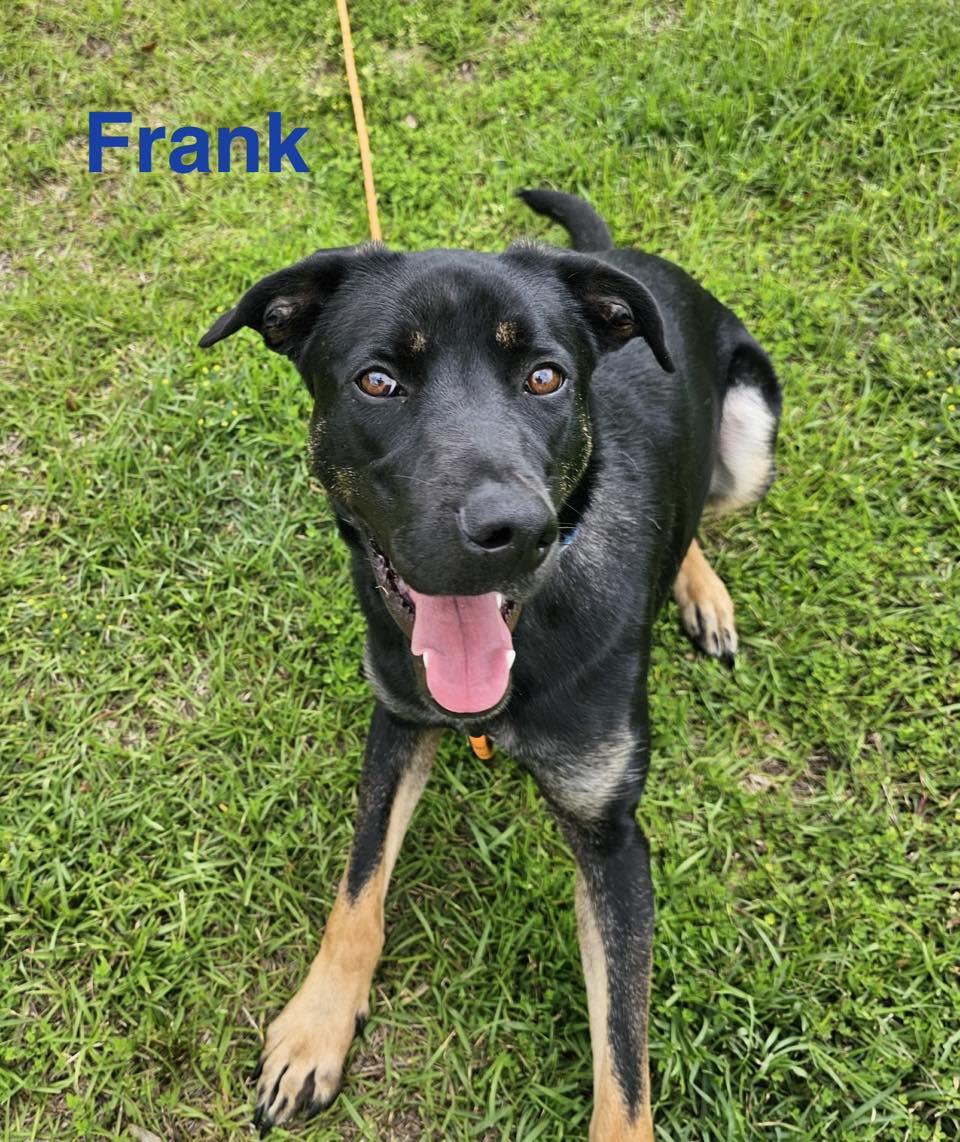FRANK, a ADOPTABLE mixed breed in Madisonville, LA image 5/6