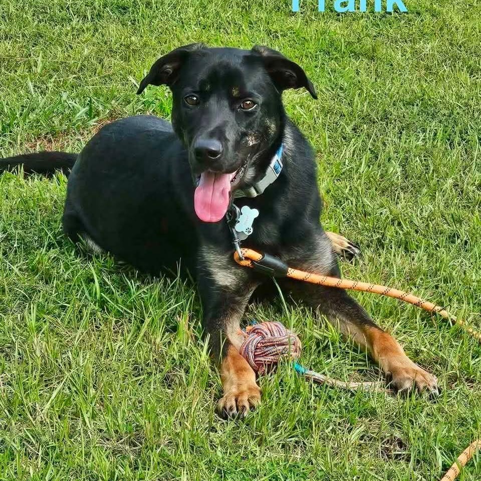 Enlarge FRANK, a ADOPTABLE mixed breed in Madisonville, LA image 1/6