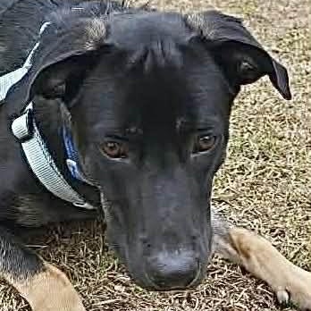 Enlarge FRANK, a ADOPTABLE mixed breed in Madisonville, LA image 3/6