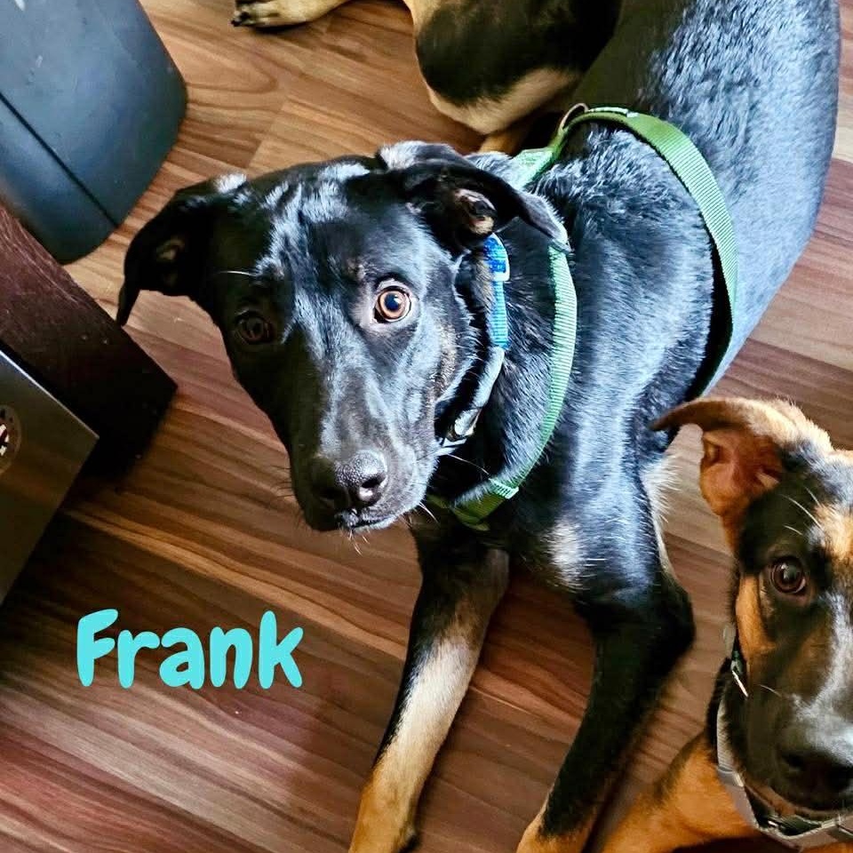 Enlarge FRANK, a ADOPTABLE mixed breed in Madisonville, LA image 5/6